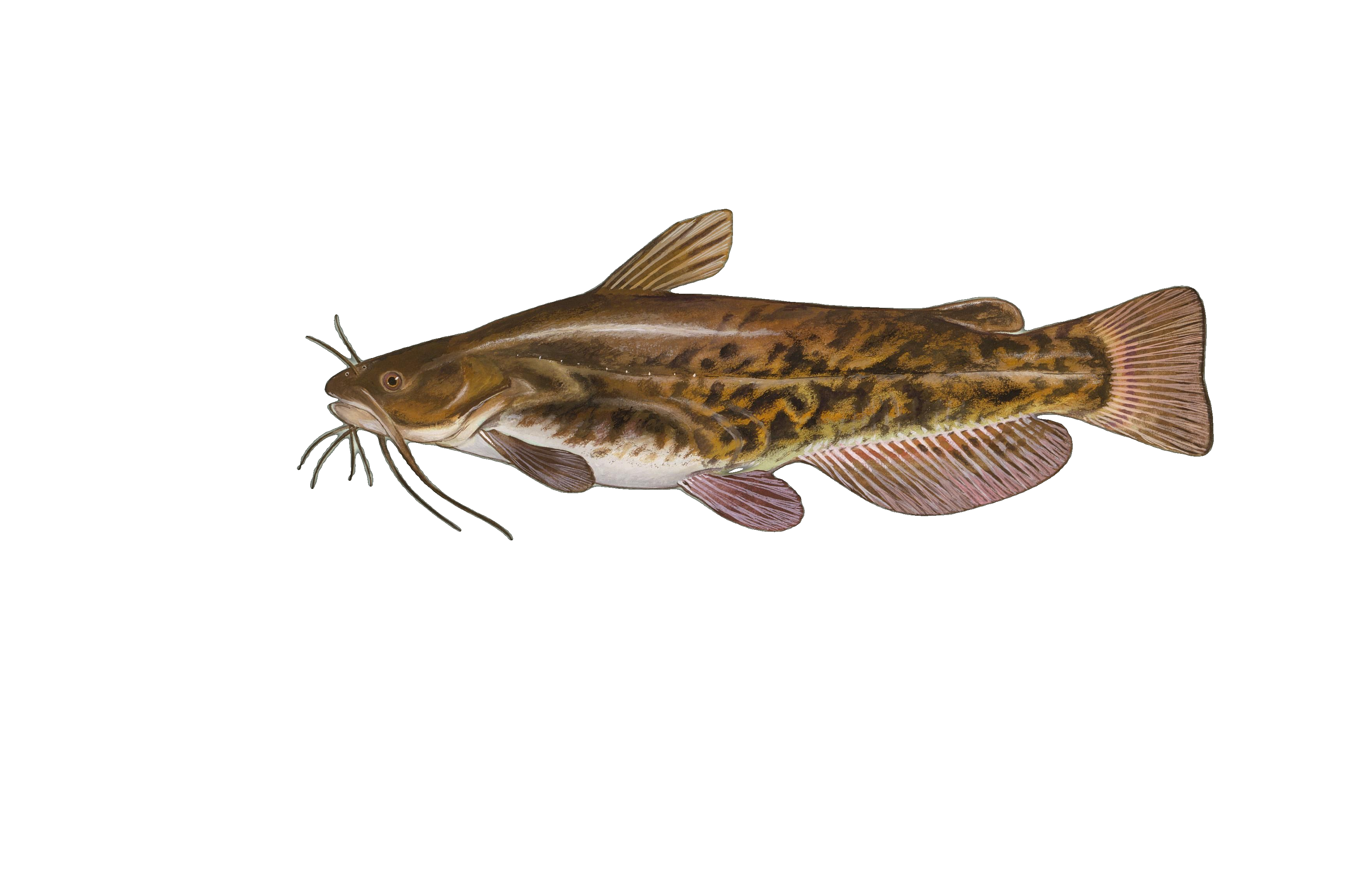 Brown Bullhead