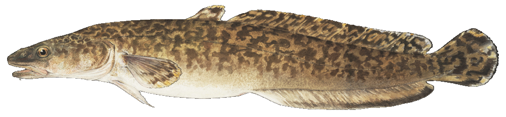 Burbot