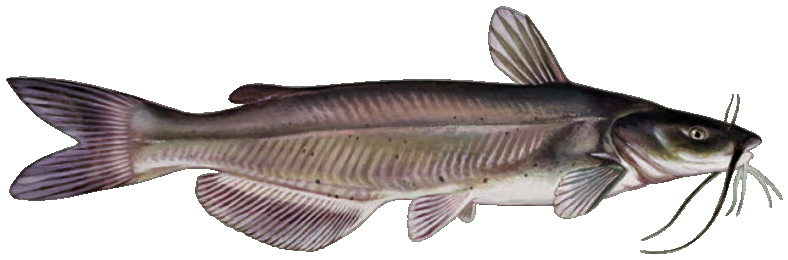 Channel Catfish
