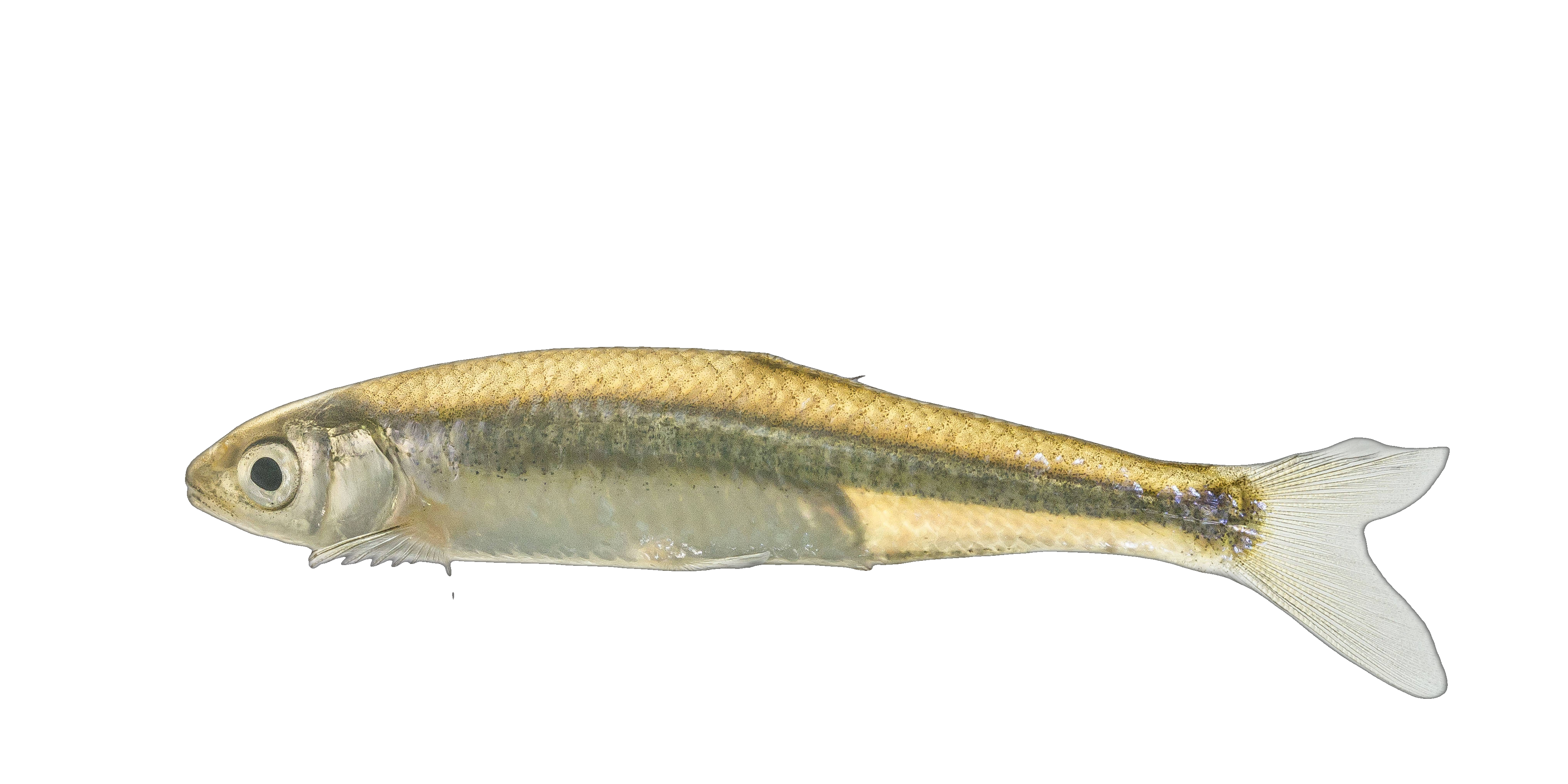 Emerald Shiner
