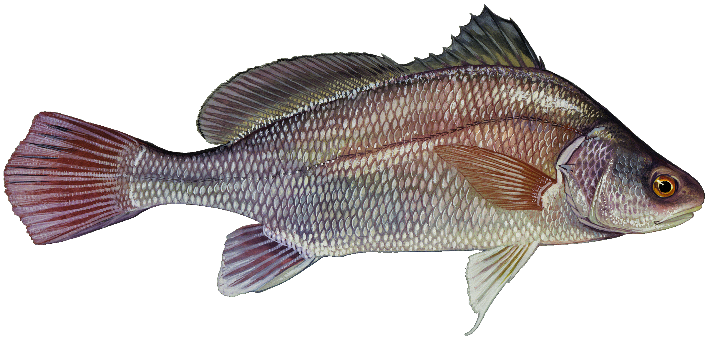 Freshwater Drum