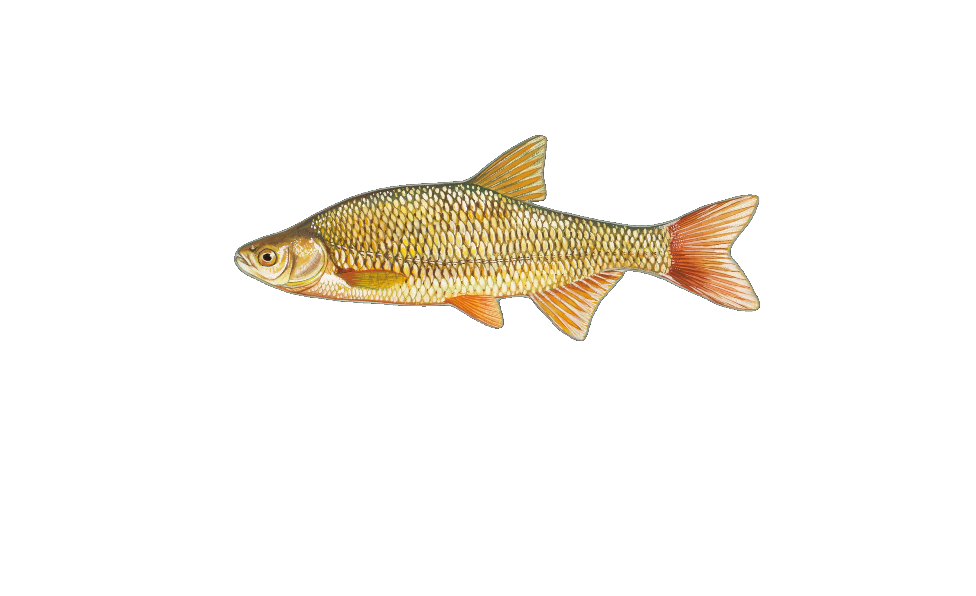 Golden Shiner