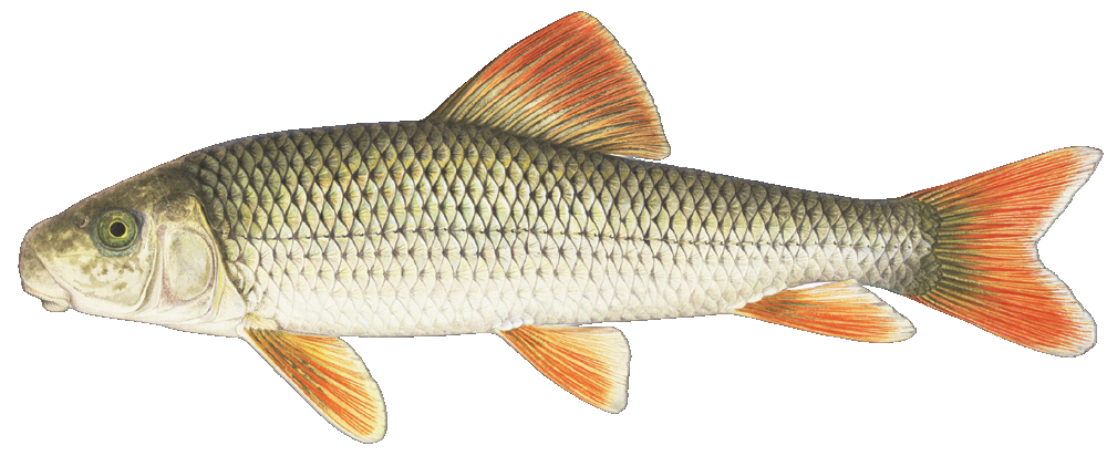 Greater Redhorse