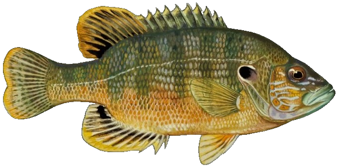 Green Sunfish