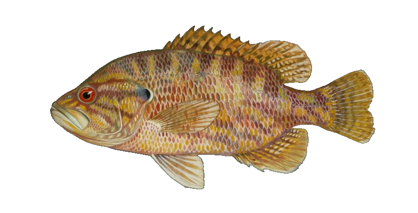 Hybrid Sunfish
