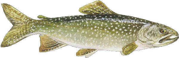 Lake Trout