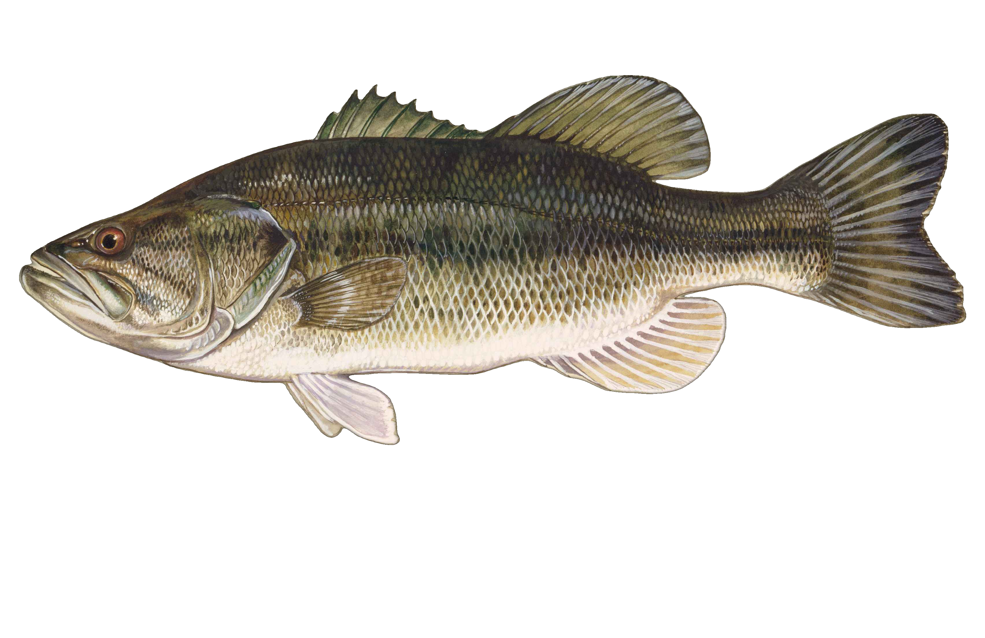 Largemouth Bass