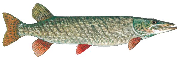 Muskellunge