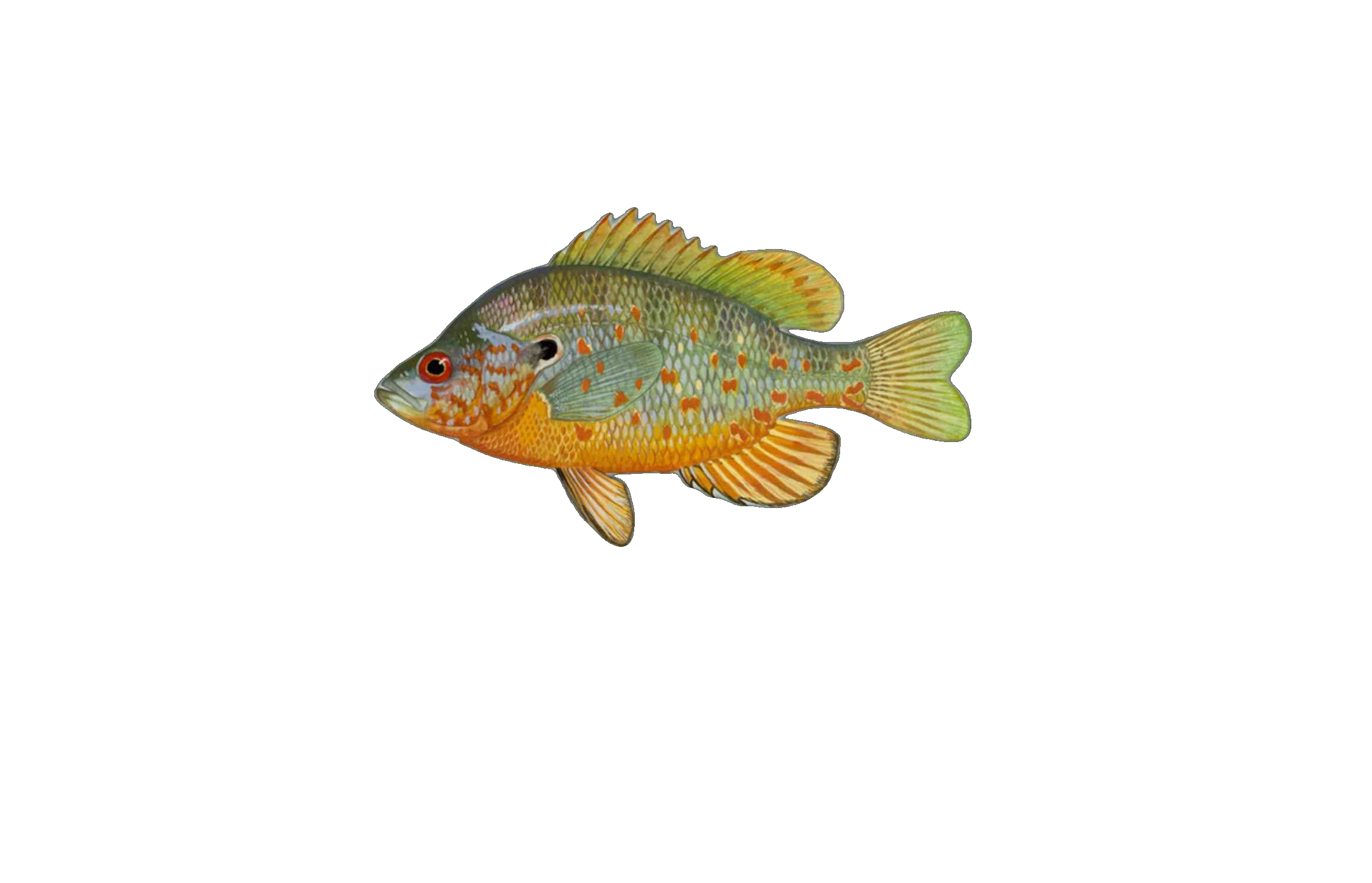 Orangespotted Sunfish