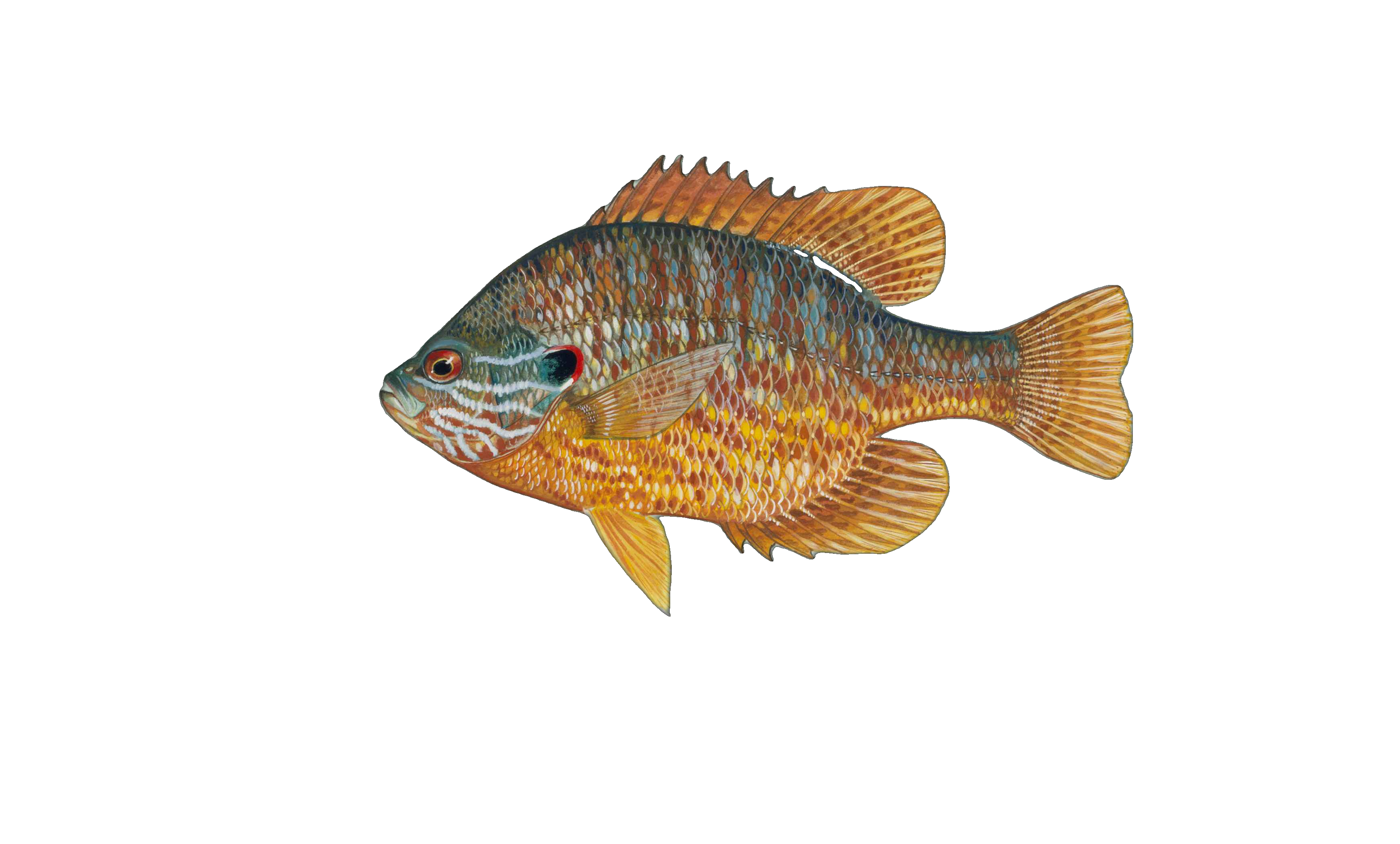 Pumpkinseed
