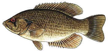 Rock Bass