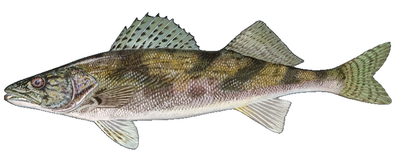 Sauger
