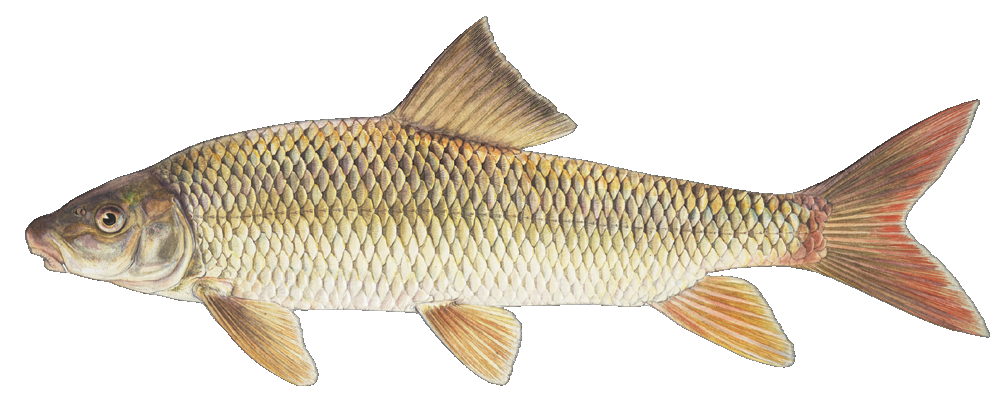 Shorthead Redhorse