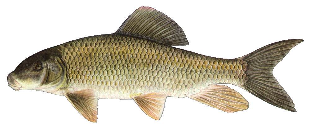 Silver Redhorse