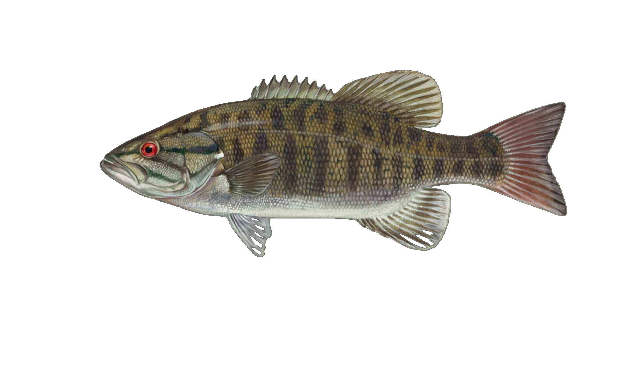 Smallmouth Bass