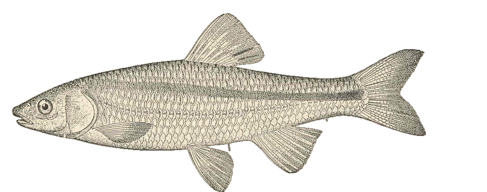 Spotfin Shiner