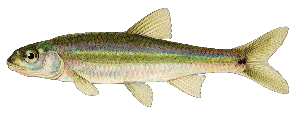 Spottail Shiner