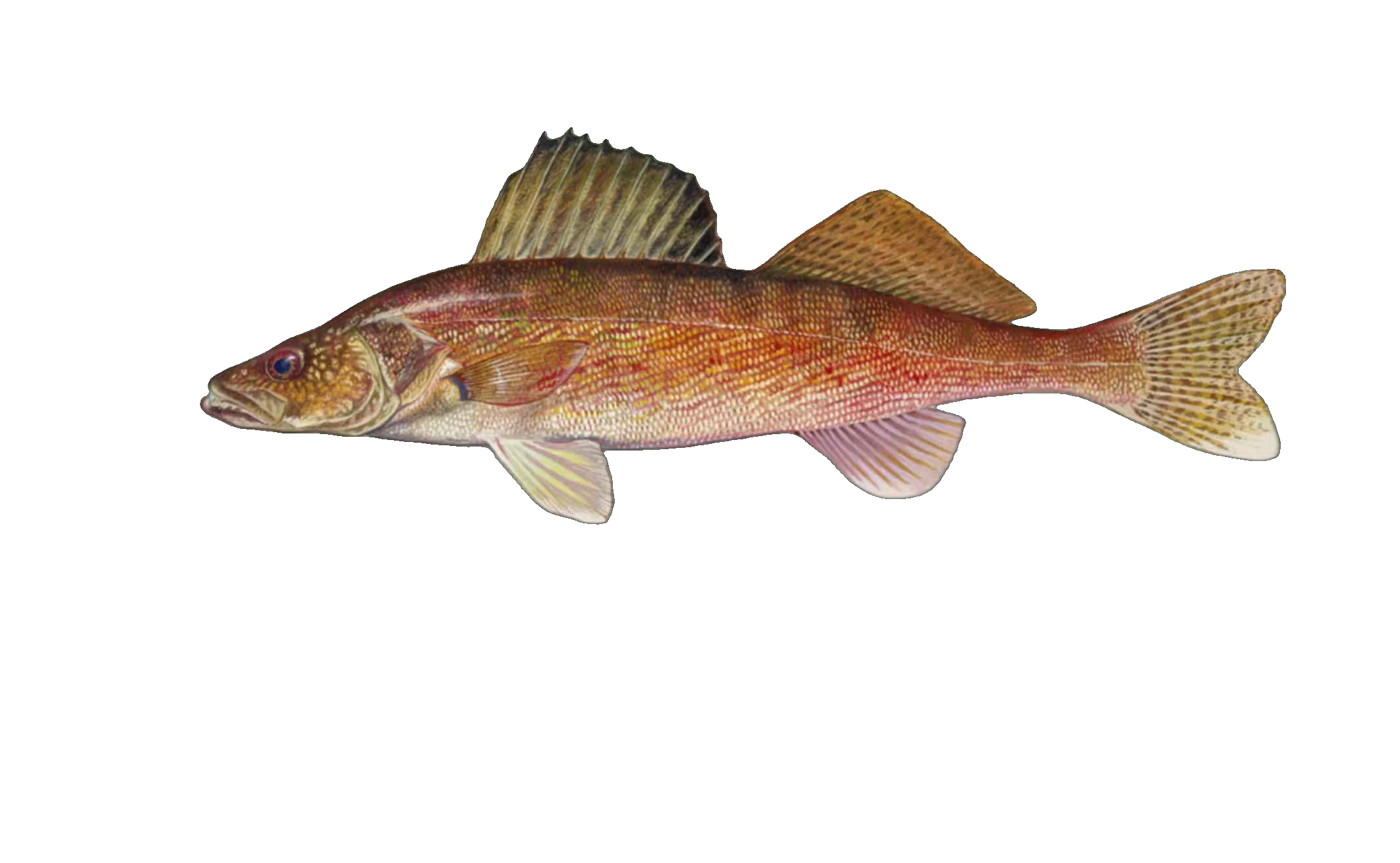 Walleye