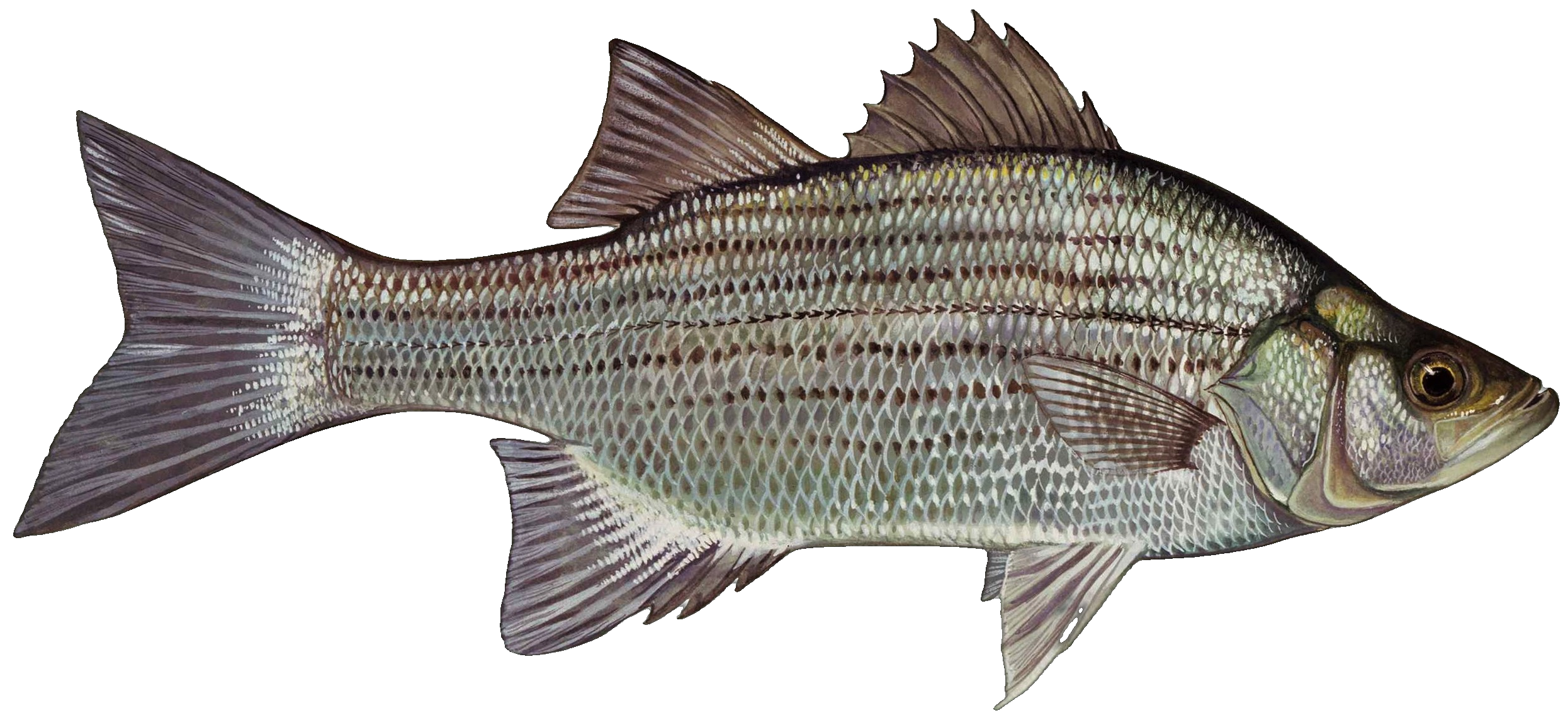 White Bass