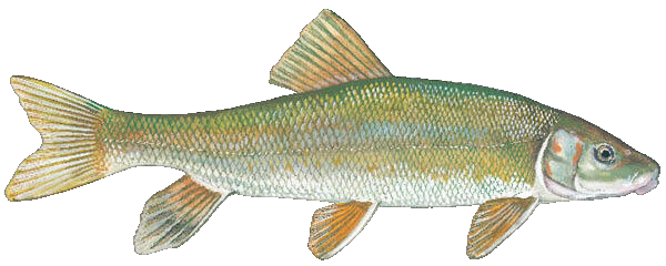 White Sucker