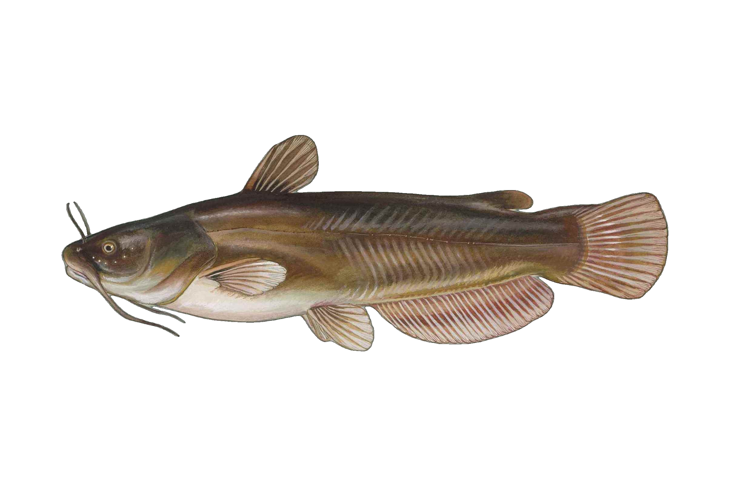 Yellow Bullhead