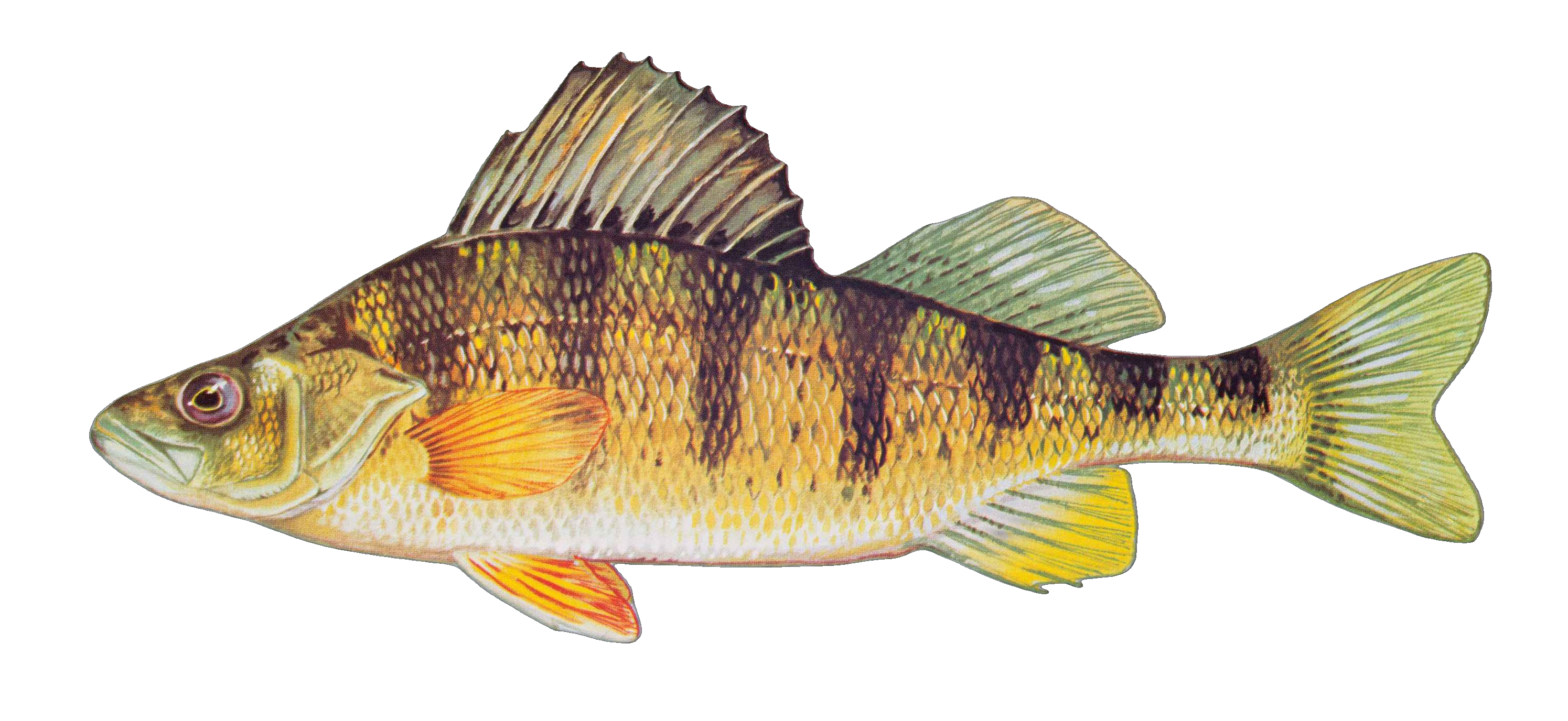 Yellow Perch
